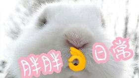 兔兔娱乐吃瓜,揭秘娱乐圈吃瓜背后的真相与趣味