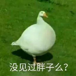 娱乐吃瓜鹅鸭,鹅鸭带你领略明星幕后故事