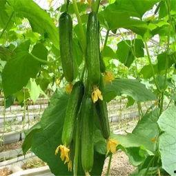 娱乐公司工作吃瓜,揭秘娱乐公司工作日常的吃瓜瞬间