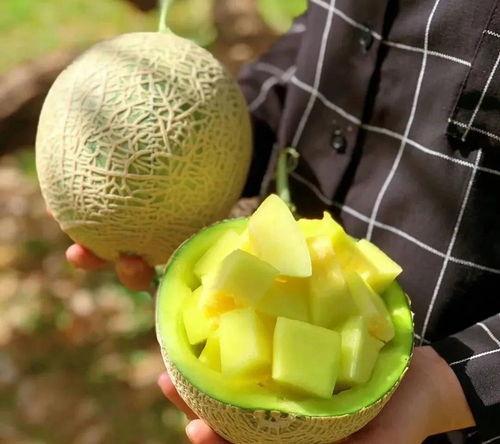 怎么吃娱乐大瓜,如何轻松吃透娱乐大瓜