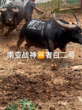 娱乐吃瓜酱牛,揭秘娱乐圈那些不为人知的幕后故事