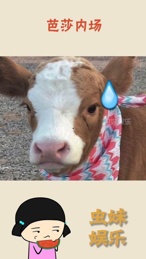 娱乐吃瓜酱貓咪,揭秘娱乐圈那些不为人知的幕后故事