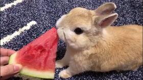 娱乐吃瓜兔,揭秘娱乐圈那些不为人知的幕后故事