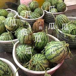 娱乐吃瓜头像高清图,带你领略潮流风尚