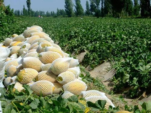 娱乐吃瓜州,揭秘娱乐圈背后的故事与八卦