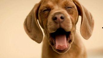 娱乐吃瓜君小狗