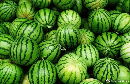 娱乐吃瓜和导演吃瓜区别,揭秘幕后真相的两种视角