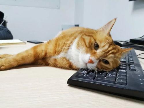 娱乐吃瓜君猫,揭秘娱乐圈那些不为人知的幕后故事